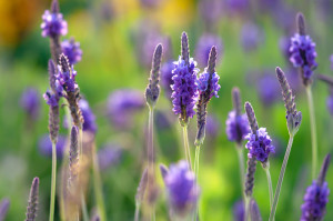 Cellulite Treatment with Lavender, Rosemary, Cinnamon and Almond Oil