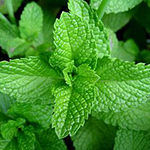 Fresh herbs can help you get rid of bad breath