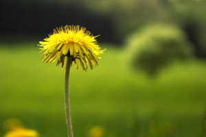 Natural remedies for anxiety: Dandelion