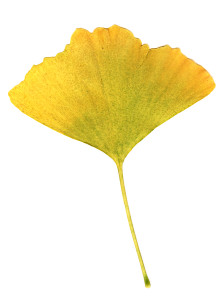 Natural Remedies for ADHD: Ginkgo