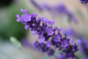 Natural remedies for anxiety: Lavender
