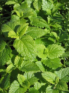 Natural remedies for anxiety: Lemon Balm