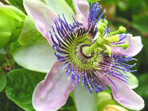 Natural remedies for anxiety: Passion Flower