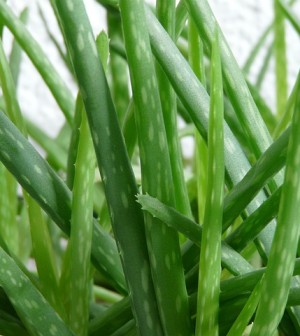 Aloe Vera Barbadensis Miller