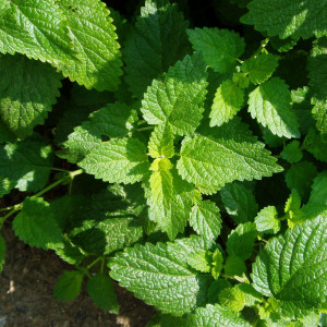 Lemon Balm